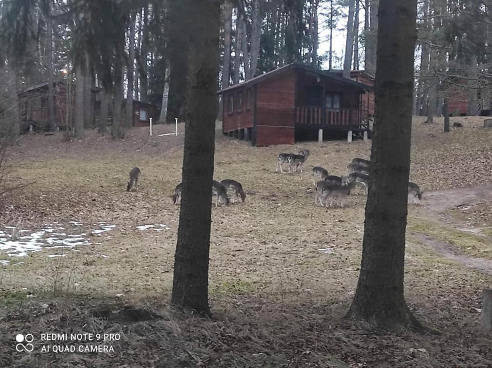 Lodge Oleandria-,, Poziomeczka